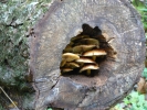 PICTURES/Shenandoah National Park/t_Mushroom in Tree2 - Rose River.JPG